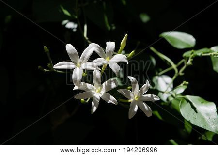 Azores Jasmine (Jasminum azoricum) flower in garden, blooming jasmine
