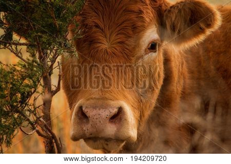 Close head image of a Red Angus Calf