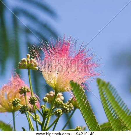 Flowers and buds on blooming Persian silk tree Albizia julibrissin with bokeh background close-up selective focus shallow DOF