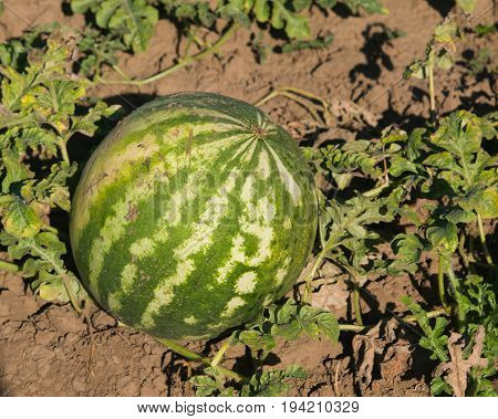 Watermelon riping on ground at field close-up selective focus shallow DOF.