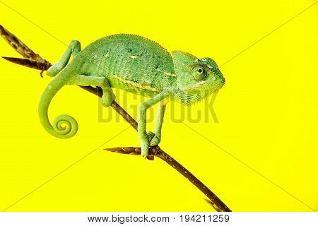 green chameleon - Chamaeleo calyptratus close up