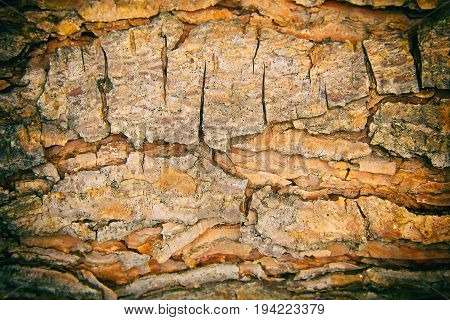 Texture of bark wood use for natural background
