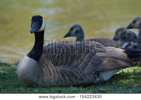 Geese at the lake during the summer