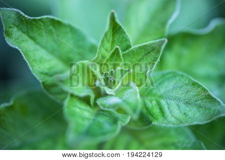 Tender spring plant opening. Hairy leaves. Top view. Close-up.