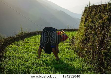 Rice Field In Northern Vietnam