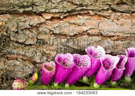Beautiful purple flowers Foxglove on the bark