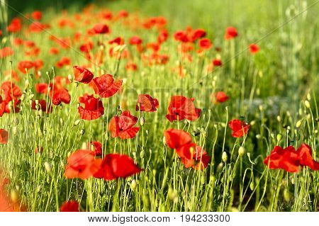 Beautiful red wild poppies in the sunlight