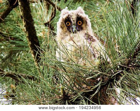 Baby owl is hiding on the tree and waiting her mother.