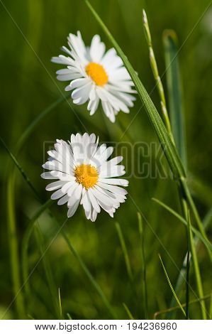 White daisies on the green wild meadow