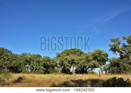 Cork oak grove (Quercus sube) at sunset time Evora Alentejo Portugal