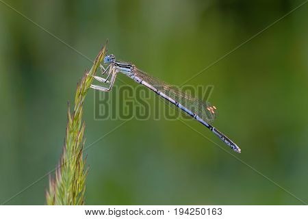 A beautiful dragonfly with a thin trunk and large netted wings sits on a blade of grass