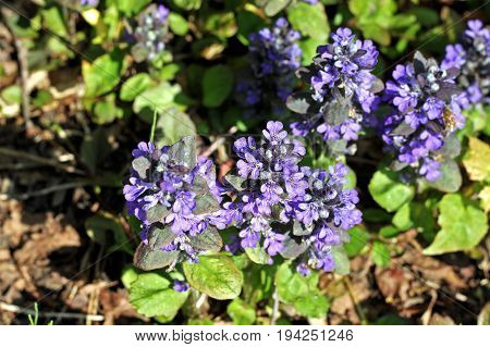 Ajuga reptans commonly known as bugle blue bugle bugleherb bugleweed carpetweed carpet bugleweed common bugle. Medicinal plant