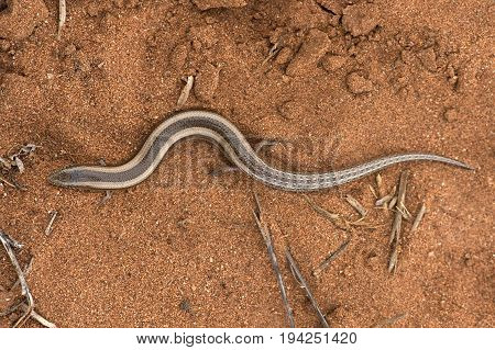 Small Three-toed Skink (Chalcides minutus) in North African desert