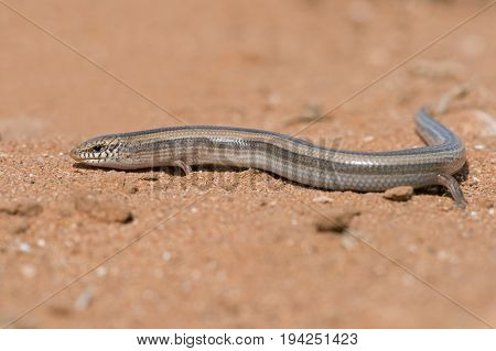 Small Three-toed Skink (Chalcides minutus) in North African desert