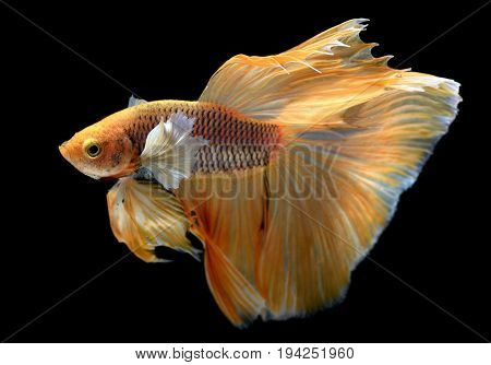 Yellow Golden Colorful  Waver Of Betta Saimese Fighting Fish