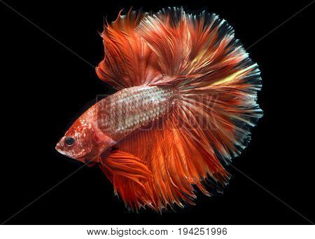 Golden Red Colorful  Waver Of Betta