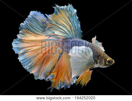 Colorful  Waver Of Betta Saimese Fighting Fish