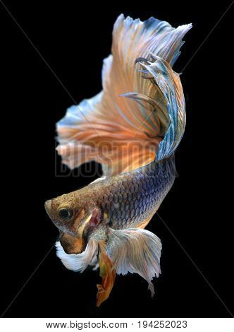 Colorful  Waver Of Betta Saimese Fighting Fish