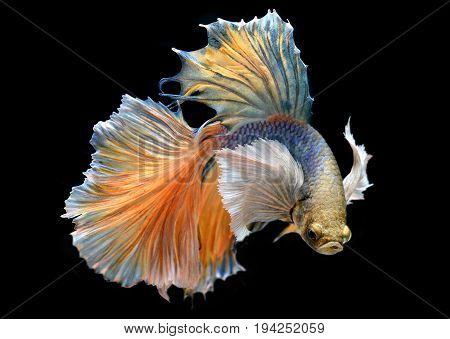 Colorful  Waver Of Betta Saimese Fighting Fish
