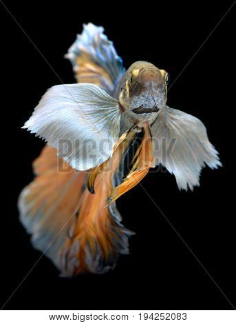 Colorful  Waver Of Betta Saimese Fighting Fish