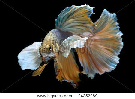 Colorful  Waver Of Betta Saimese Fighting Fish