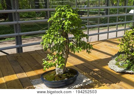 European Pear - Bonsai In The Style Of 