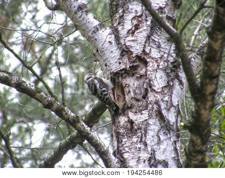 Bird woodpecker on a trunk of a birch in a wood. Nature.