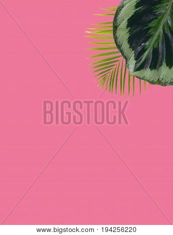 exotic tropical leaves on plain pink background with copy space