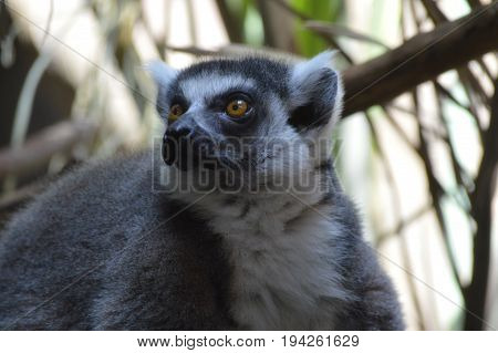 Close up of a ring tailed lemur