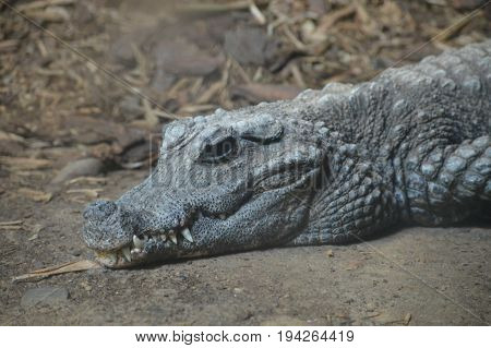 A dwarf crocodile laying on a rock