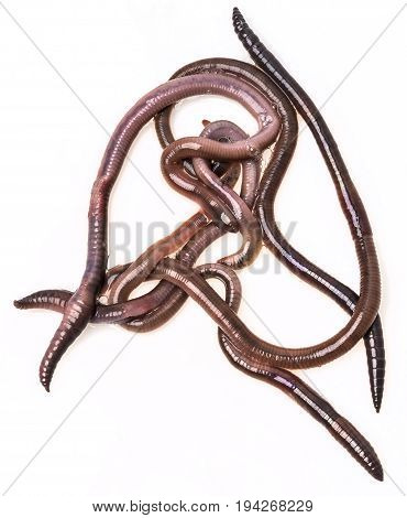 earthworm (Lumbricus terrestris) close up isolated on a white