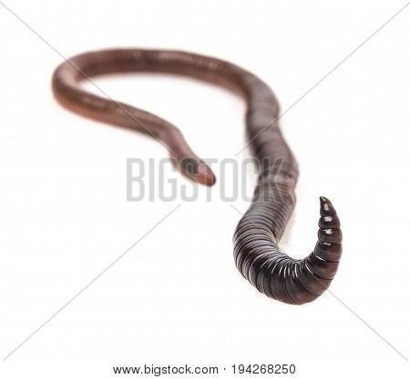 earthworm (Lumbricus terrestris) close up isolated on a white