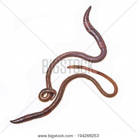earthworm (Lumbricus terrestris) close up isolated on a white