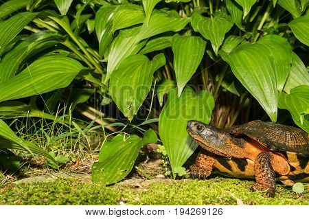 A close up of a Wood Turtle in the wild