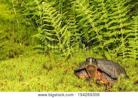 A close up of a Wood Turtle in the wild