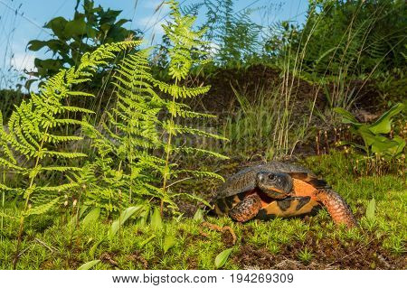 A close up of a Wood Turtle in the wild