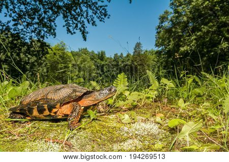 A close up of a Wood Turtle in the wild
