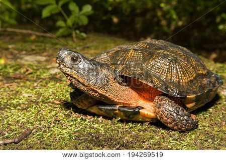 A close up of a Wood Turtle in the wild