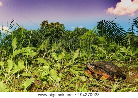 A close up of a Wood Turtle in the wild