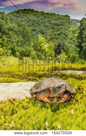 A close up of a Wood Turtle in the wild