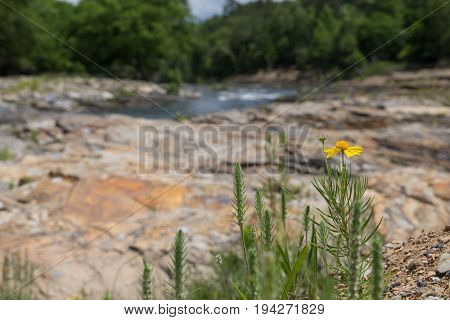 A lone daisy growing beside a river