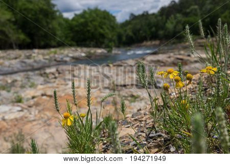 A group of daisies growing beside a river