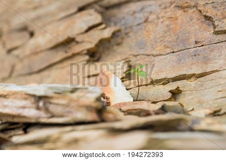 Tiny plant growing in the rocks alongside a cliff