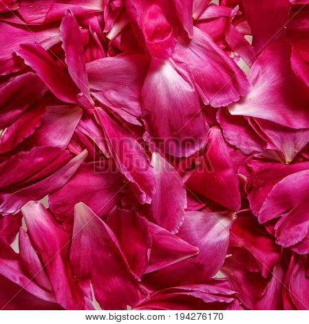 a background from red penony pettals detail