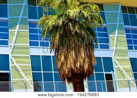 Palm Tree beside a contemporary style office building with large windows