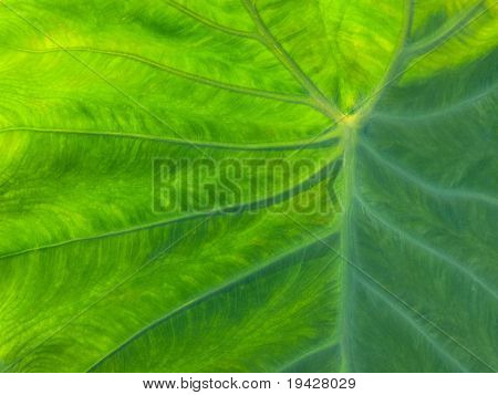 Soleil à travers feuilles énormes satoimo