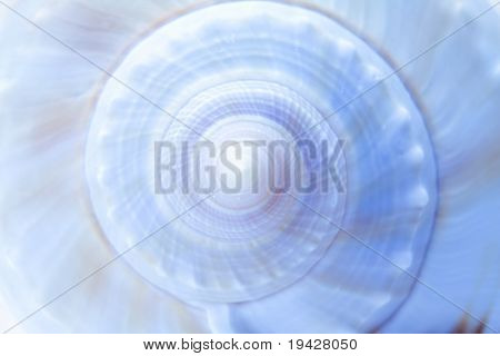 Spiral Shell abstrakt