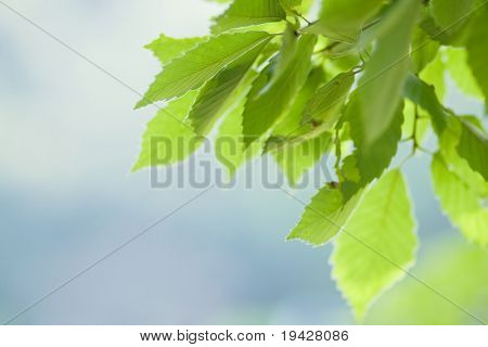 Młoda zieleń odchodzi w sunlight rannego latka