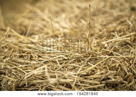 Hay