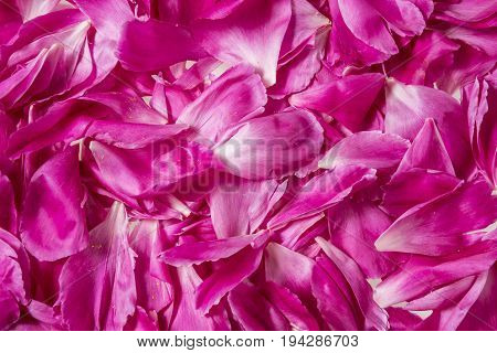 a pink background from penony pettals detail